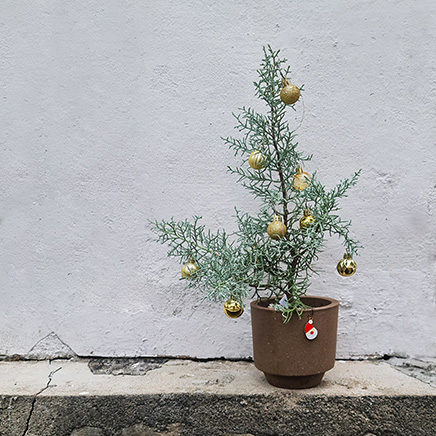 Cupressus Arizonica Blue in Seth