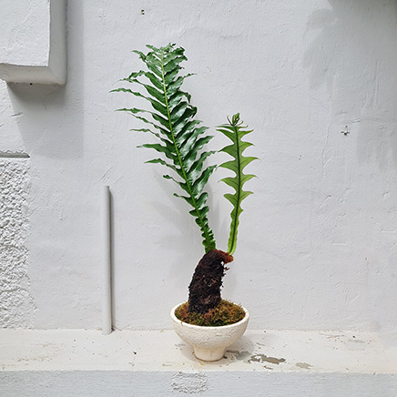 Aglaomorpha Coronans (Snake Leaf Fern) in Husk II