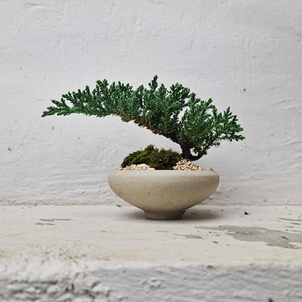 Sleeping Pine in Nelly