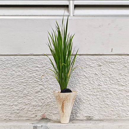 Rice Plant in Mason II