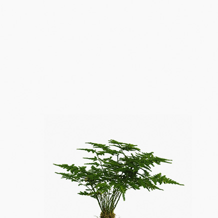 Asparagus Fern (dense)