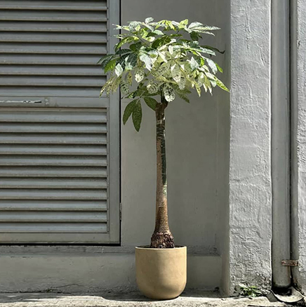 Pachira Milky Way in Zeno Brown D34