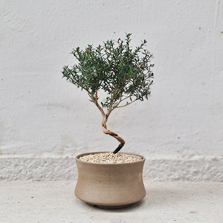 Tea Tree, Leptospermum Sieboldii in Kiro