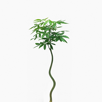 Pachira Aquatica, Curved Stem (XL)