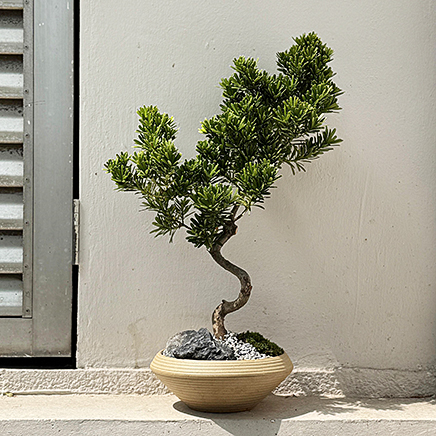 Podocarpus Bonsai in Megu