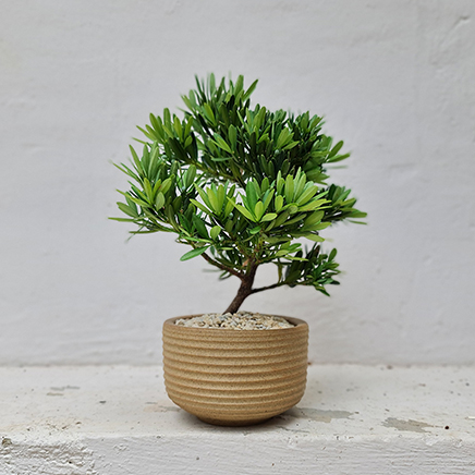 Podocarpus Bonsai in Mako